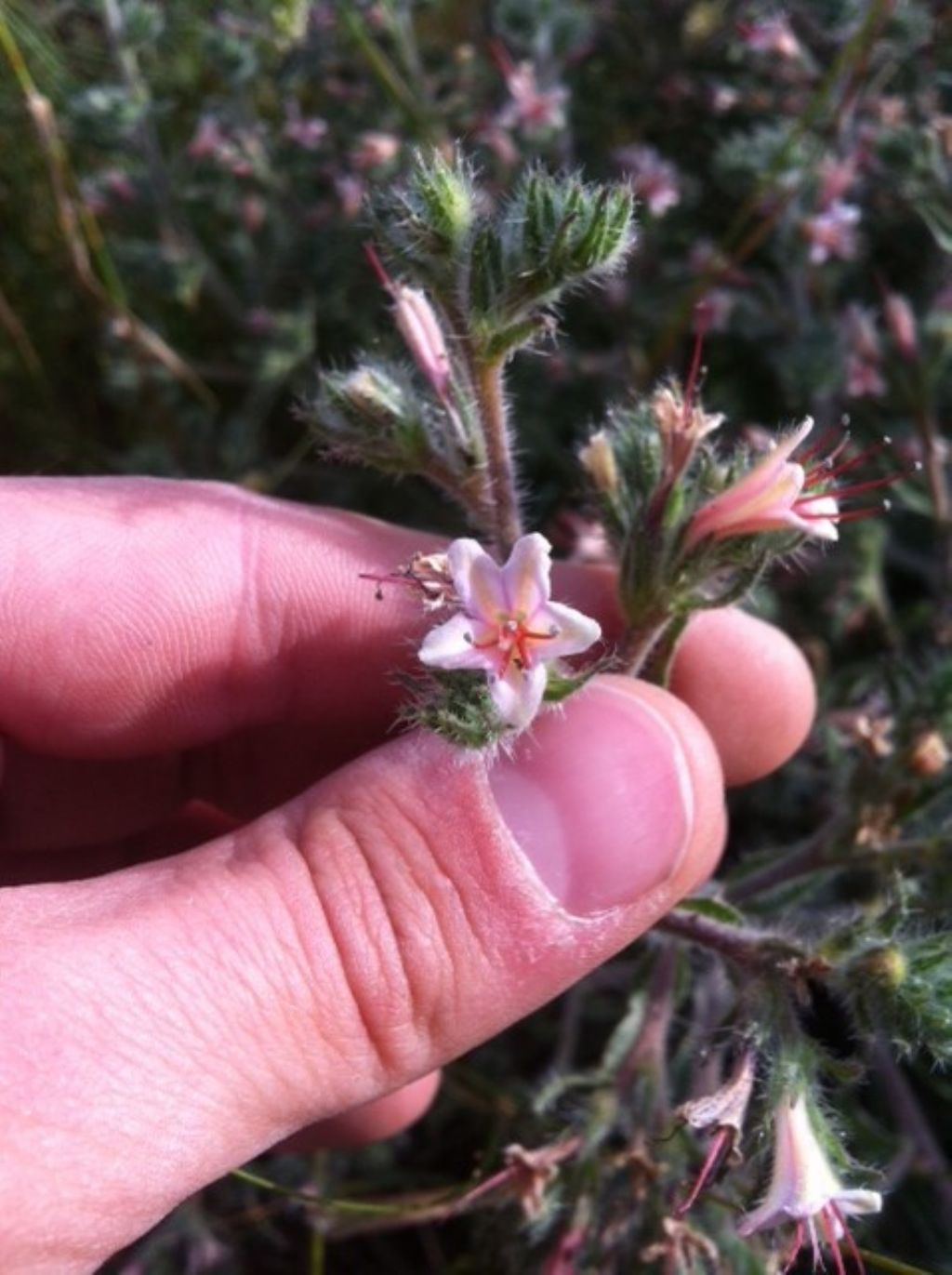 Echium asperrimum / Viperina ruvidissima